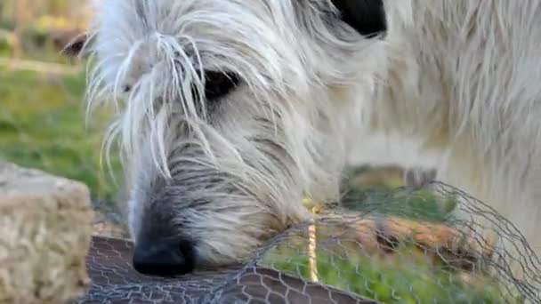 Σκύλος Ιρλανδικό Wolfhound ροκανίζουν οστά — Αρχείο Βίντεο