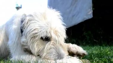Köpek İrlandalı kurt köpeği kemikleri kemirir.