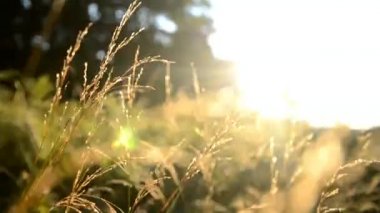 çim alanın gündoğumu ormanı yakınlarında bir çayırda