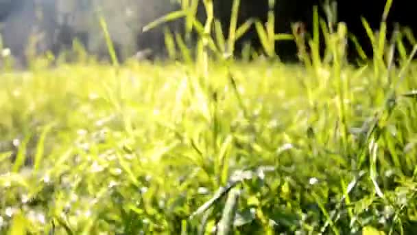 Прогулянка по траві на лузі, повній роси вранці на сході сонця — стокове відео