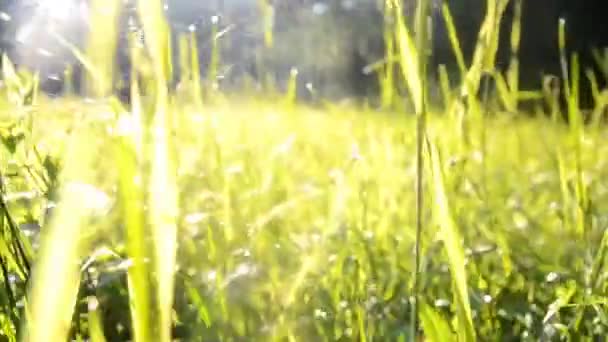 Wandeling over het gras in een weiland vol met dauw in de ochtend bij zonsopgang — Stockvideo