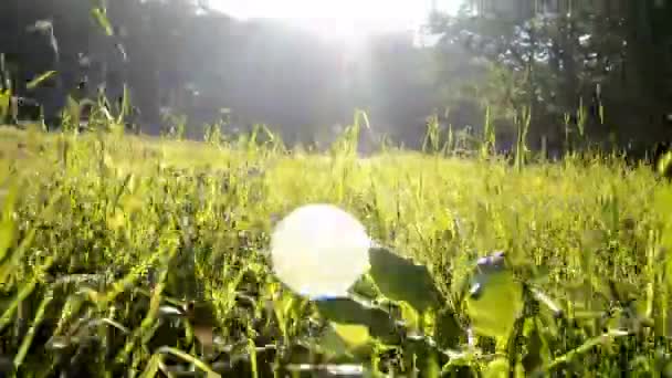 Promenade à travers l'herbe dans une prairie pleine de rosée le matin au lever du soleil — Video