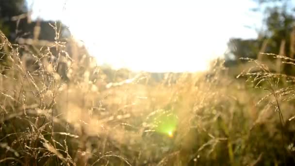 Grama do campo ao nascer do sol em um prado perto da floresta — Vídeo de Stock
