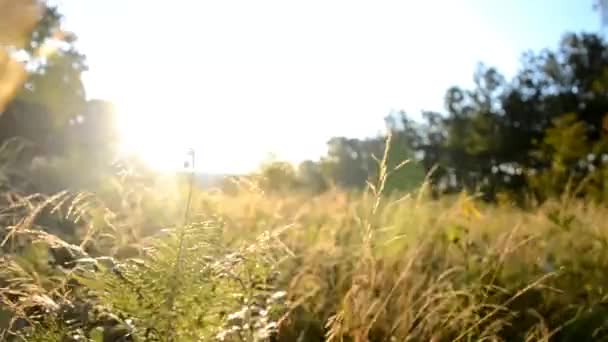 Gras des velds bij zonsopgang in een weiland in de buurt van het bos — Stockvideo