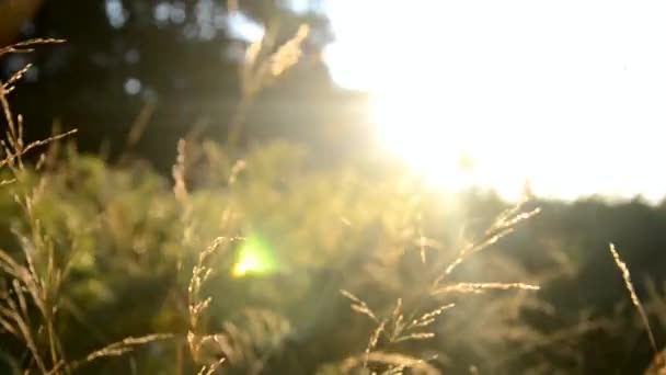 Grama do campo ao nascer do sol em um prado perto da floresta — Vídeo de Stock