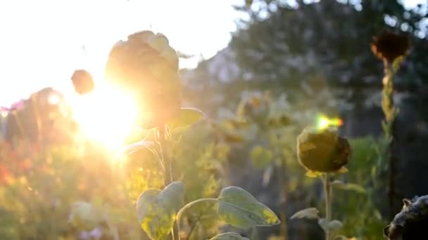 Verwelkte Sonnenblume bei Sonnenuntergang in der Umarmung der Sonnenstrahlen, Slowakei — Stockvideo