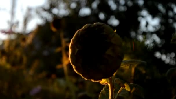 Güneş ışınları, Slovakya kucaklama günbatımında solmuş ayçiçeği — Stok video