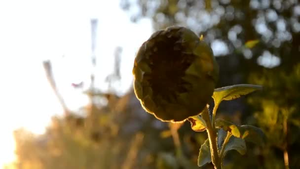 Layu bunga matahari saat matahari terbenam dalam pelukan sinar matahari, Slowakia — Stok Video