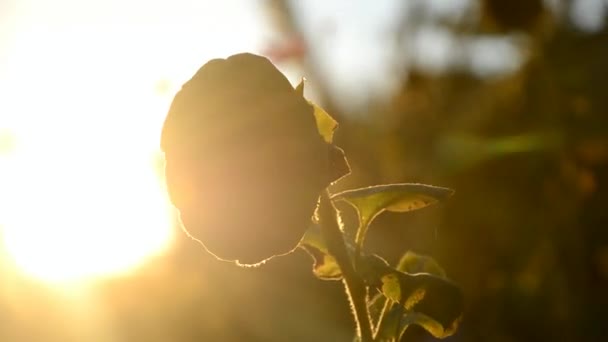 Girassol murchado ao pôr do sol no abraço dos raios do sol, Eslováquia — Vídeo de Stock