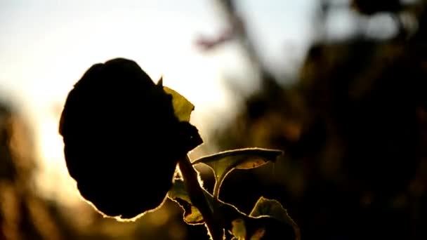 Tournesol flétri au coucher du soleil dans l'étreinte des rayons du soleil, Slovaquie — Video