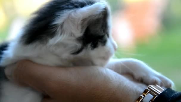 Pequeno gatinho bonito a mãos — Vídeo de Stock