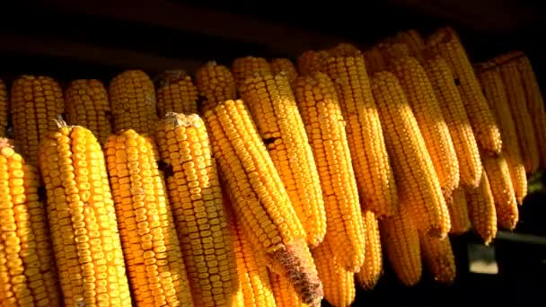 Mazorca de maíz seco colgando de la cuerda en el cobertizo — Vídeos de Stock