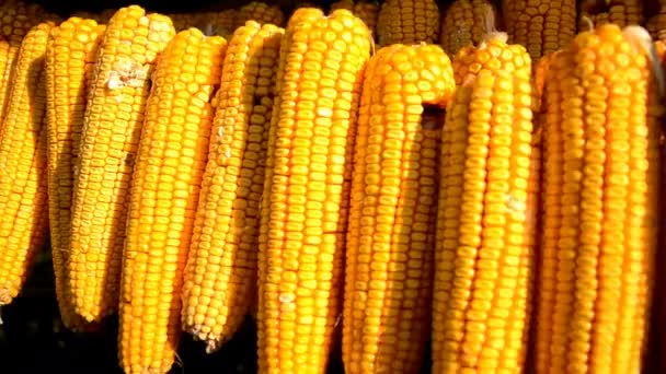 Szárított kukorica csövek lóg a húr a fészerben — Stock videók