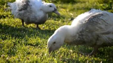 Çiftlikteki ördekler