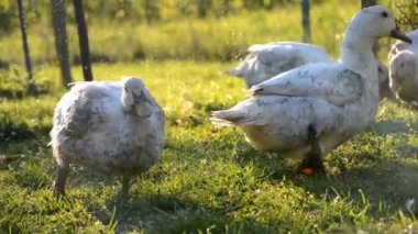 Çiftlikteki ördekler