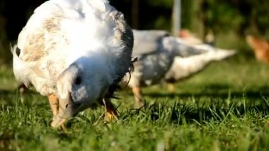 Çiftlikteki ördekler