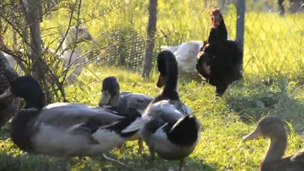 Patos en la granja — Vídeo de stock