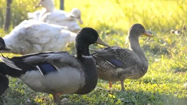Patos en la granja — Vídeos de Stock