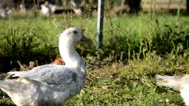 Patos en la granja — Vídeo de stock