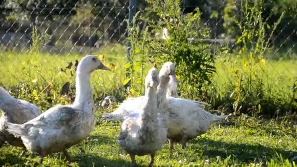 Eenden op de boerderij — Stockvideo