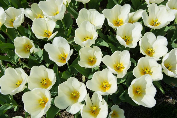 White tulips in a garden — Stock Photo, Image