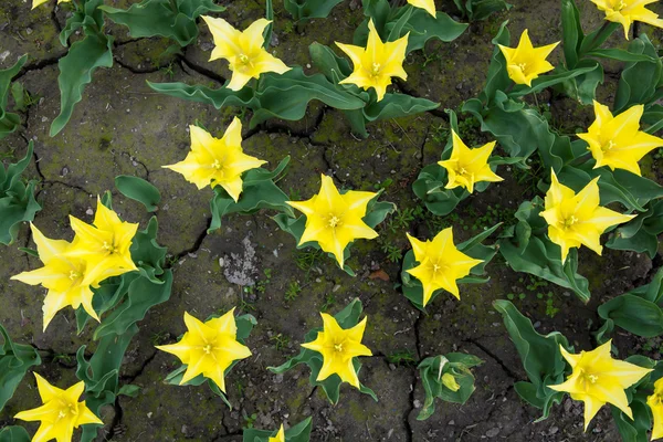 Tulipas vermelhas no jardim — Fotografia de Stock