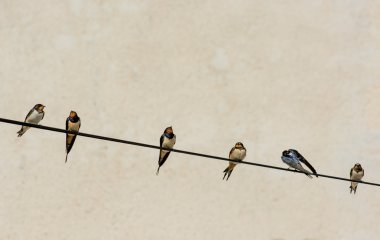 çok sayıda kırlangıçlar tel üzerinde oturan