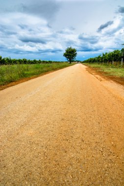 Ağaç ve bulutlu gökyüzü ile ıssız yol