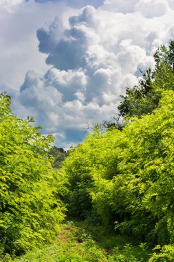 Orman üzerinde ağır Thunderclouds