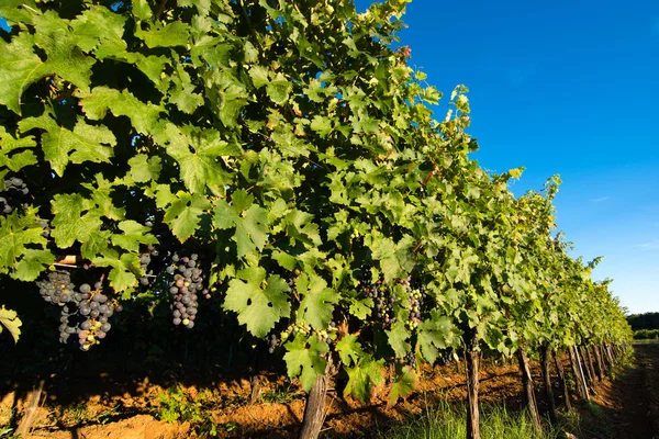 Érett szőlő napos szőlő udvarban — Stock Fotó