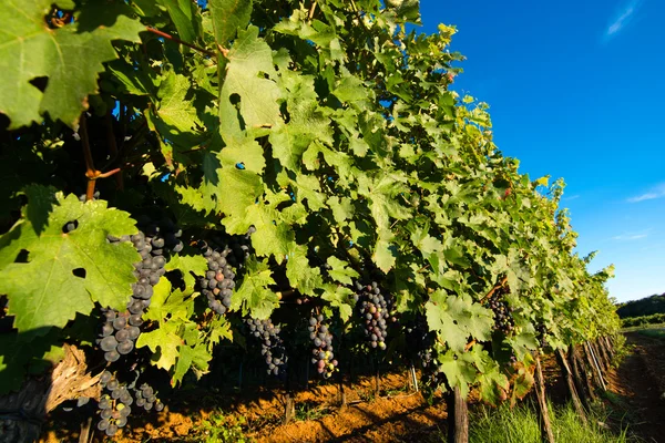 Uvas maduras em Sunny Vine Yard — Fotografia de Stock