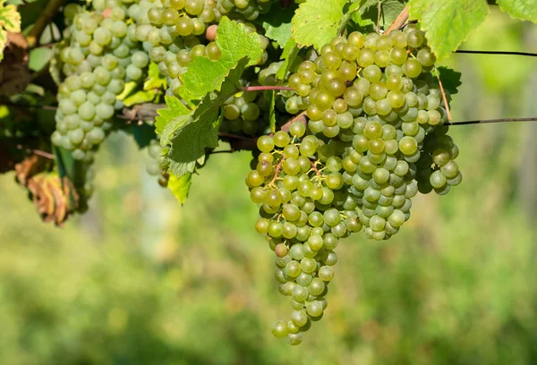 Спелые виноград в солнечном винограднике — стоковое фото