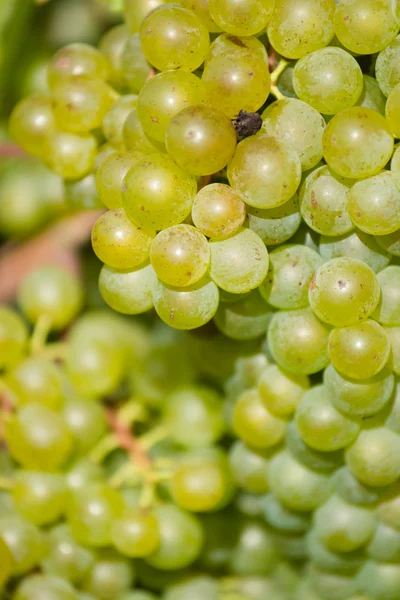 Uvas verdes maduras — Fotografia de Stock