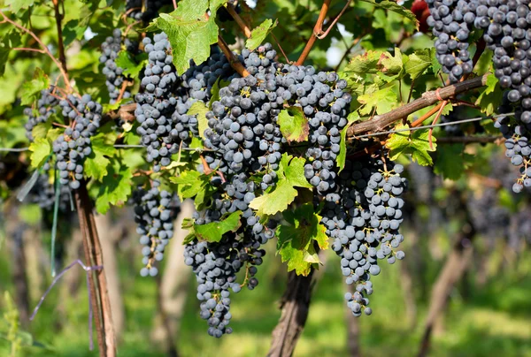 Érett szőlő napos szőlő udvarban — Stock Fotó