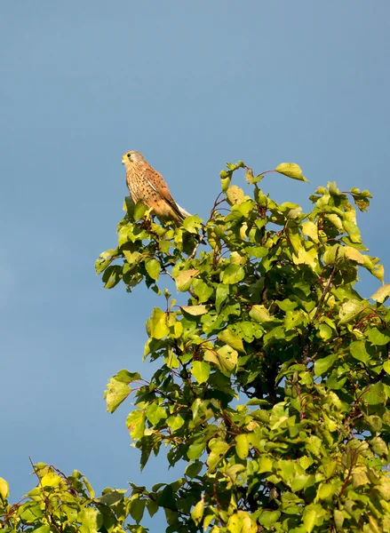 Kestrel empoleirado em uma árvore alta — Fotografia de Stock
