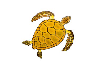 İzole deniz kaplumbağası çizimi