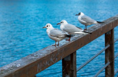 Martıları korkuluk üzerinde rahatlatıcı