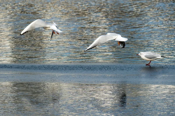 Måsarna på frusen sjö — Stockfoto