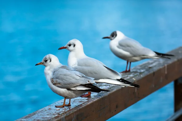 Entspannte Möwen am Geländer — Stockfoto