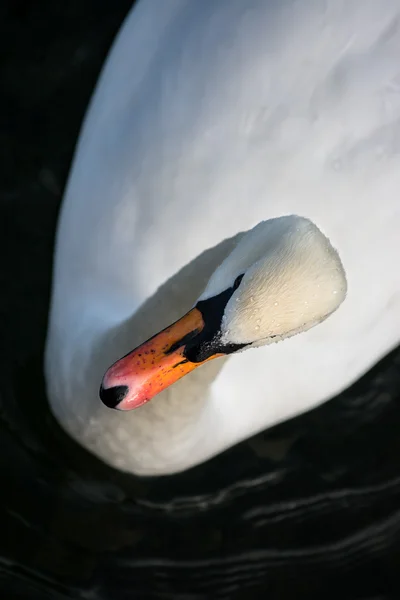 Elegant Swan — Stock Photo, Image