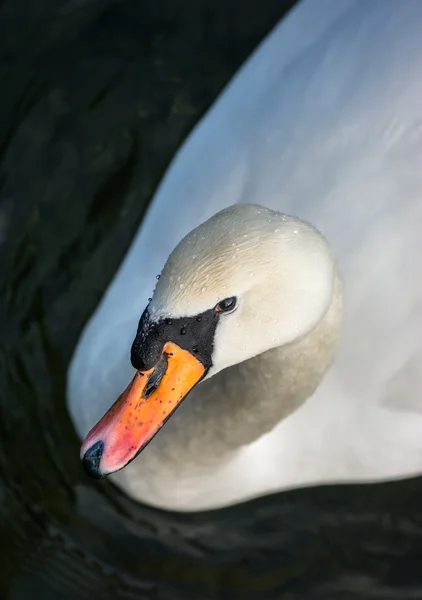 Elegant Swan — Stock Photo, Image