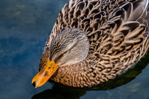 Nyugodt tó felett lebegő női kacsa — Stock Fotó