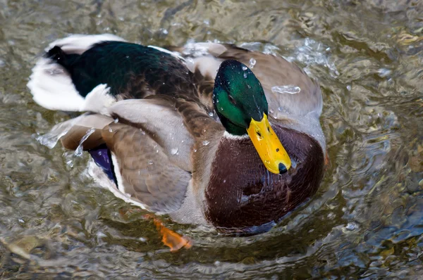 Plumagem de limpeza de pato — Fotografia de Stock