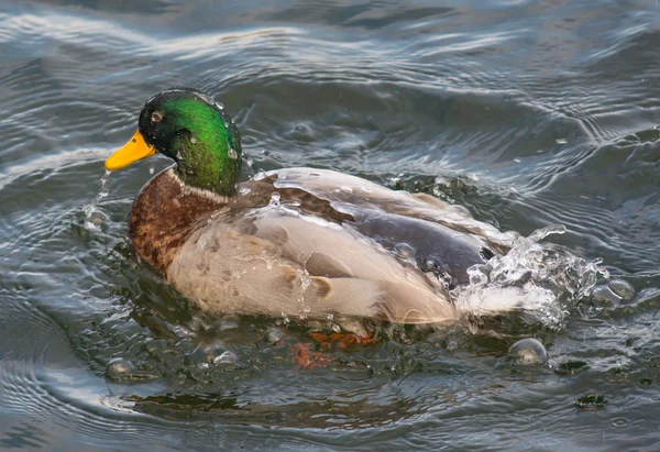 Plumagem de limpeza de pato — Fotografia de Stock