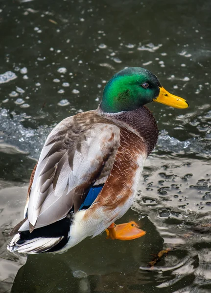 Pato colorido na lagoa congelada — Fotografia de Stock