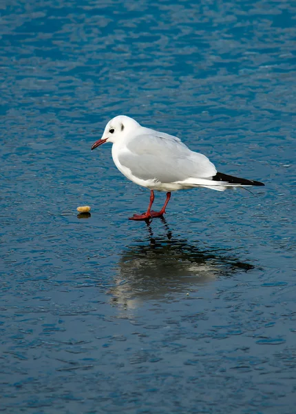 Möwe beobachtet Stein auf zugefrorenem See — Stockfoto