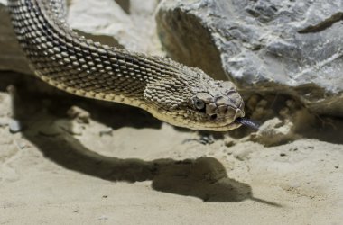 Çıngıraklı yılan