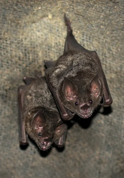 Grupo de murciélagos pequeños —  Fotos de Stock