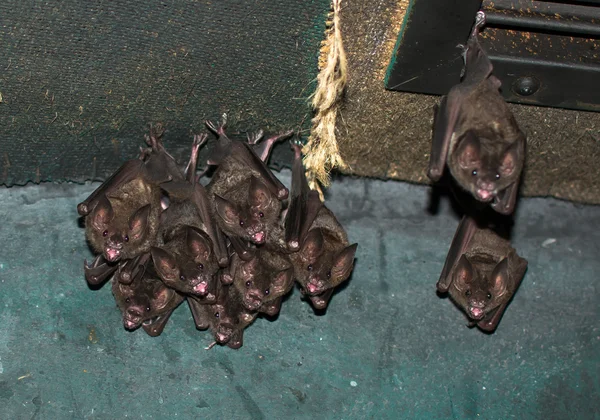 Group Of Small Bats — Stock Photo, Image