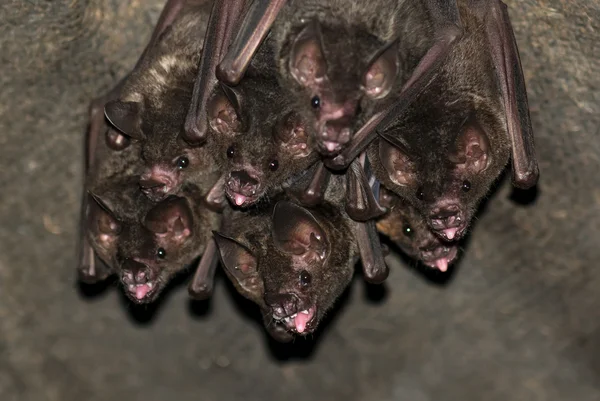 Ομάδα από μικρές νυχτερίδες — Φωτογραφία Αρχείου